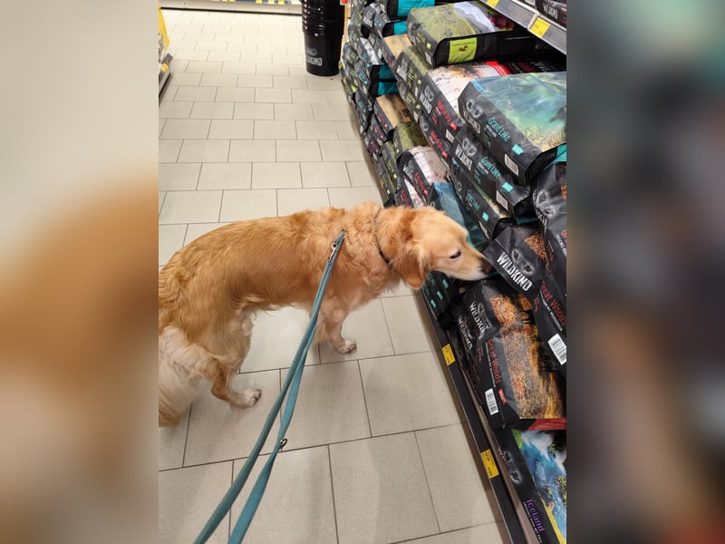 Wir suchen ein liebevolles neues Zuhause für unseren Leo