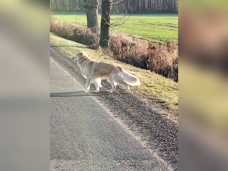 Wir suchen ein liebevolles neues Zuhause für unseren Leo