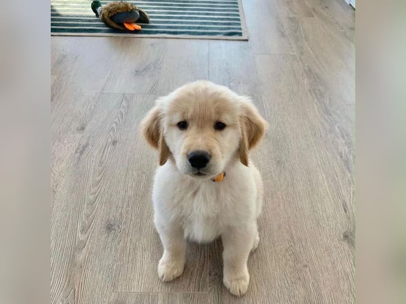 Golden retriever Hündin – geimpft, entwurmt, gechipt, mit EU-Heimtierausweis