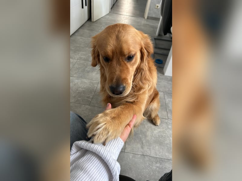 3 Jähriger Golden Retriever Balou sucht ein liebevolles Zuhause