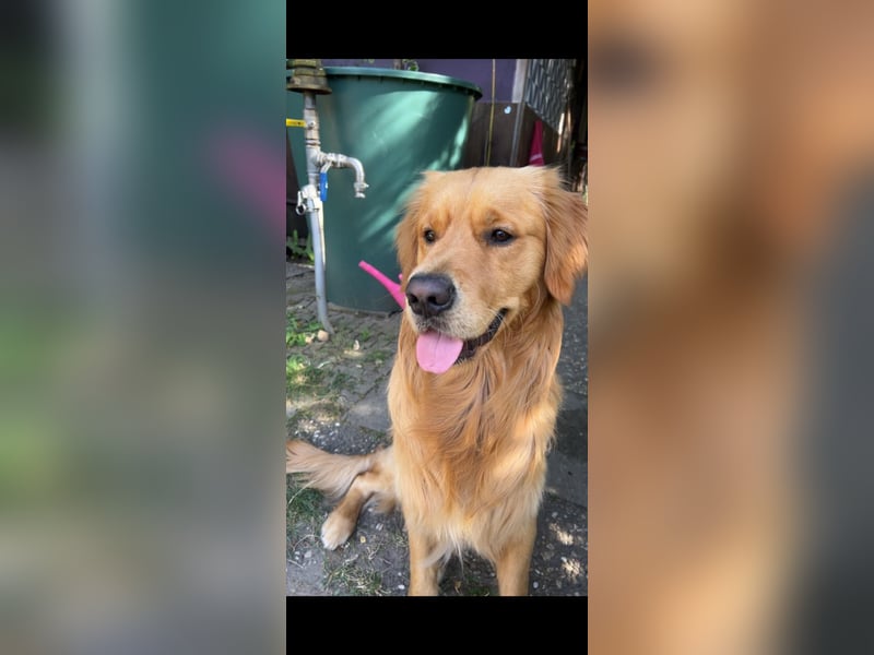 3 Jähriger Golden Retriever Balou sucht ein liebevolles Zuhause