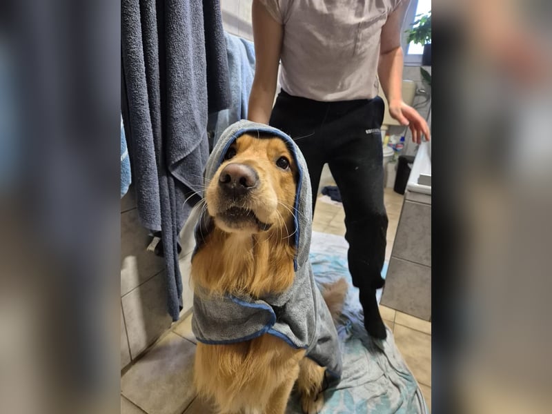 3 Jähriger Golden Retriever Balou sucht ein liebevolles Zuhause