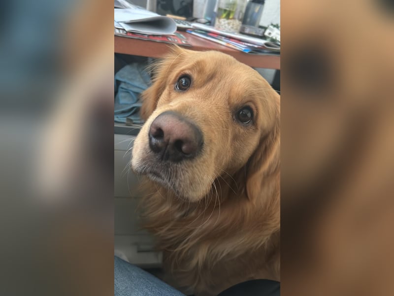3 Jähriger Golden Retriever Balou sucht ein liebevolles Zuhause