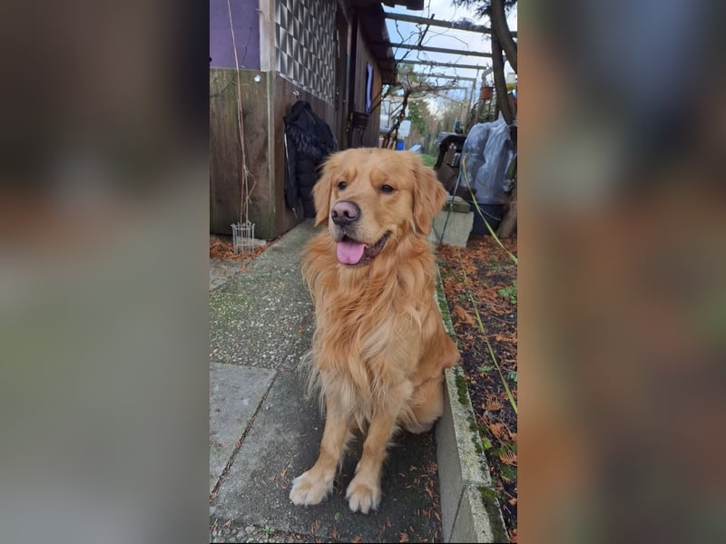 3 Jähriger Golden Retriever Balou sucht ein liebevolles Zuhause