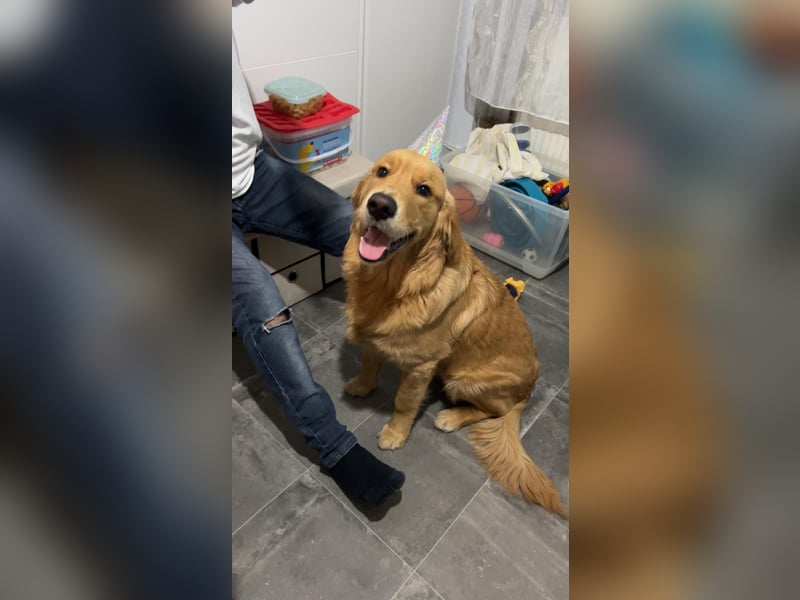 3 Jähriger Golden Retriever Balou sucht ein liebevolles Zuhause