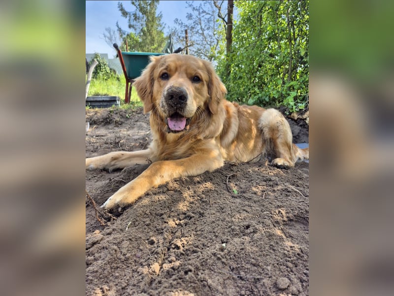 3 Jähriger Golden Retriever Balou sucht ein liebevolles Zuhause