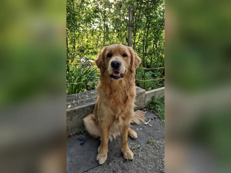 3 Jähriger Golden Retriever Balou sucht ein liebevolles Zuhause