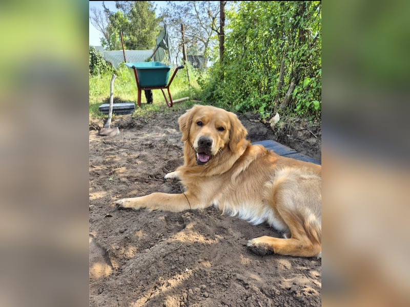 3 Jähriger Golden Retriever Balou sucht ein liebevolles Zuhause