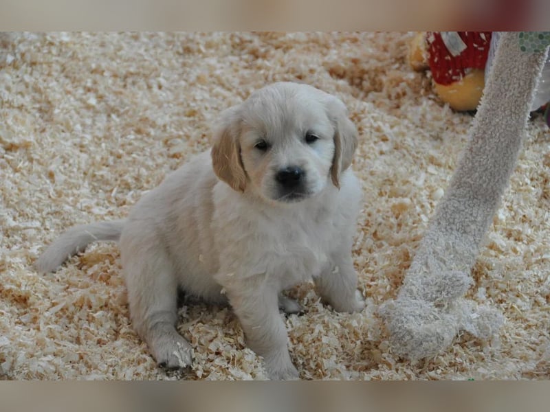 Golden Retriever Hündin – geimpft, entwurmt, gechipt, mit EU-Heimtierausweis