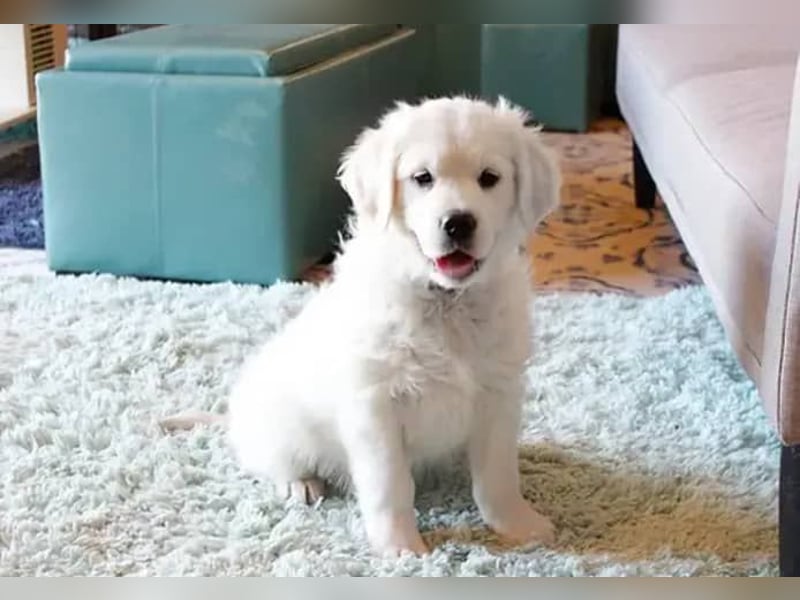 Golden Retriever Hündin – geimpft, entwurmt, gechipt, mit EU-Heimtierausweis