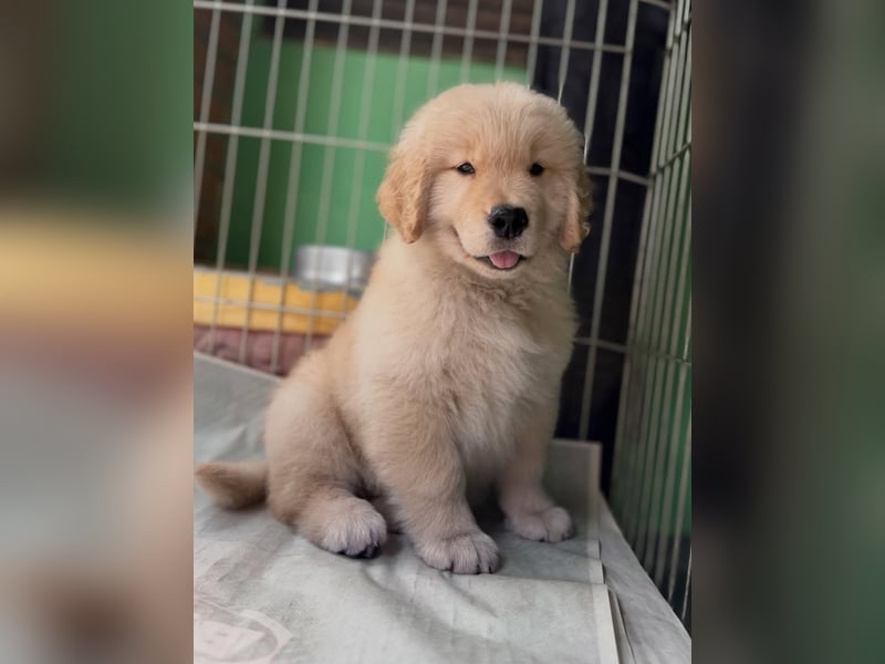 Golden retriever Hündin – geimpft, entwurmt, gechipt, mit EU-Heimtierausweis