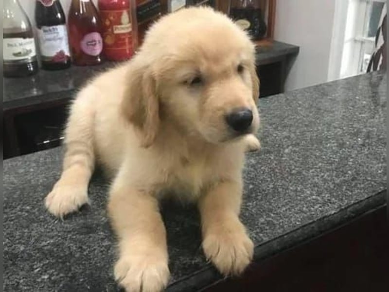 Golden Retriever Hündin – geimpft, entwurmt, gechipt, mit EU-Heimtierausweis