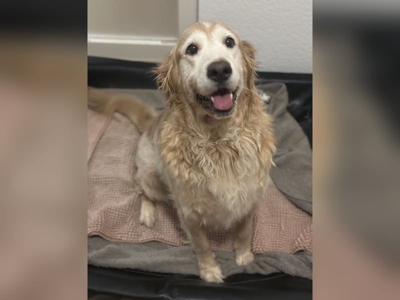 Golden Retriever „Coco“ sucht liebevolles neues Zuhause