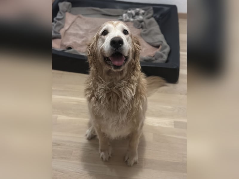 Golden Retriever „Coco“ sucht liebevolles neues Zuhause