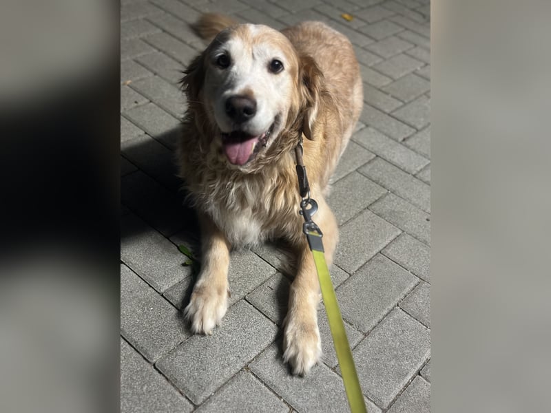 Golden Retriever „Coco“ sucht liebevolles neues Zuhause