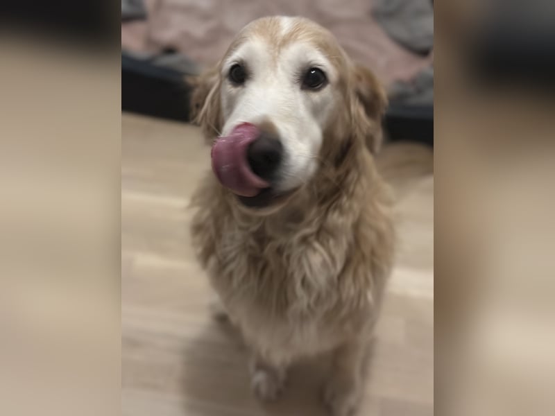Golden Retriever „Coco“ sucht liebevolles neues Zuhause