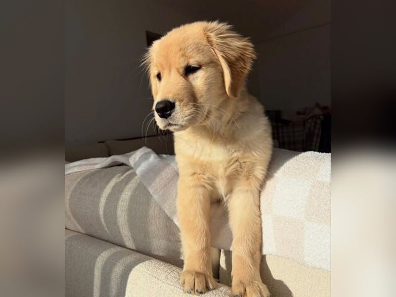 Golden retriever Hündin – geimpft, entwurmt, gechipt, mit EU-Heimtierausweis