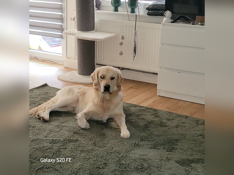 Golden retriever unkastriert 2 jahre