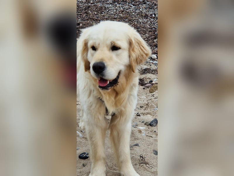 Golden retriever 1 jährig