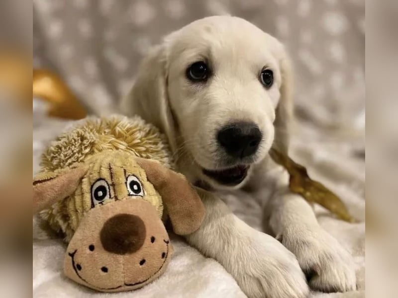 Reinrassige 3J Golden Retriever Hündin mit Ahnentafel+zuchttauglich