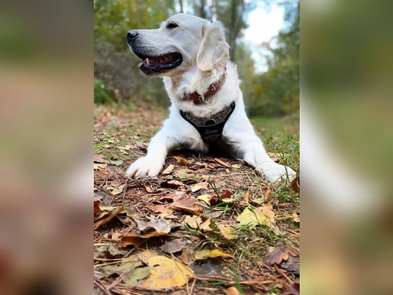 Reinrassige 3J Golden Retriever Hündin mit Ahnentafel+zuchttauglich