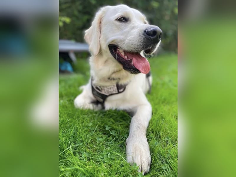 Reinrassige 3J Golden Retriever Hündin mit Ahnentafel+zuchttauglich