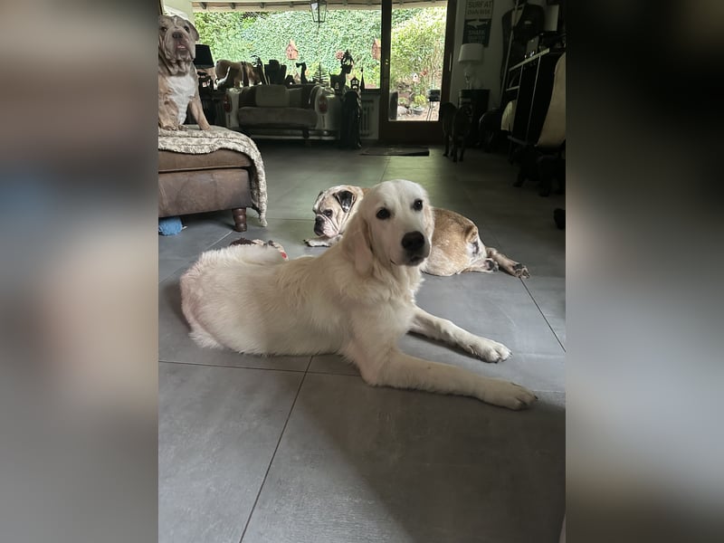 Golden Retriever Hündin