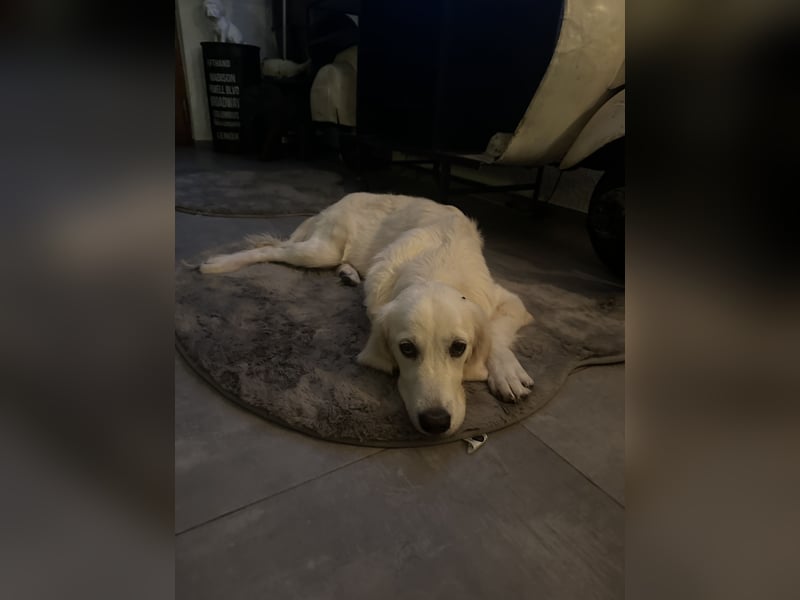 Golden Retriever Hündin