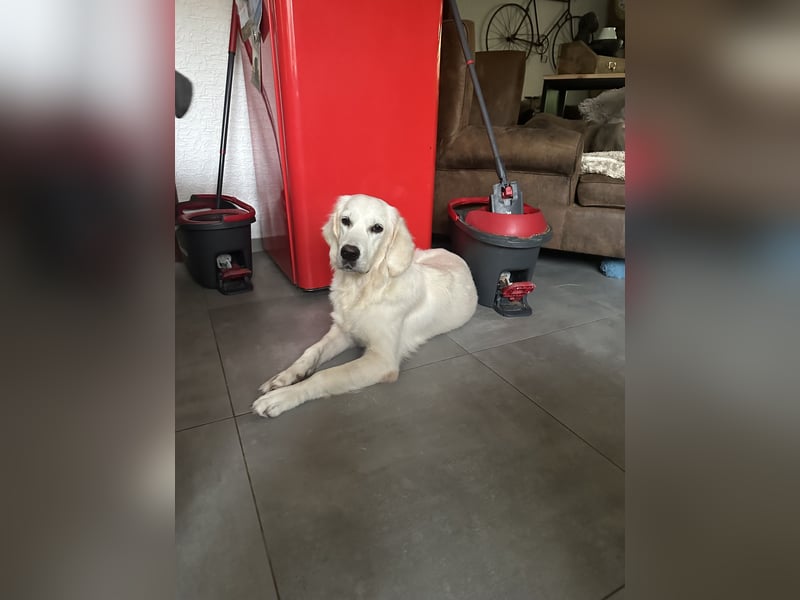 Golden Retriever Hündin