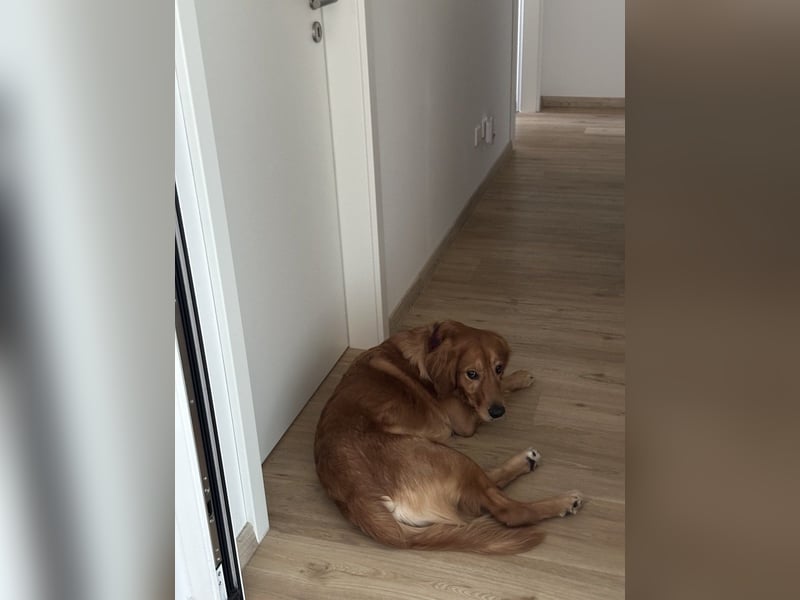 Golden Retriever mit Verhaltensproblemen sucht konsequente, erfahrene Halter