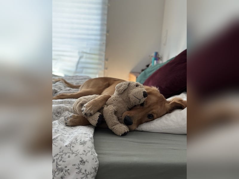 Golden Retriever mit Verhaltensproblemen sucht konsequente, erfahrene Halter