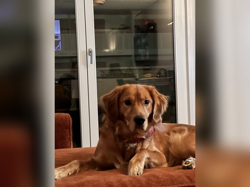 Golden Retriever mit Verhaltensproblemen sucht konsequente, erfahrene Halter