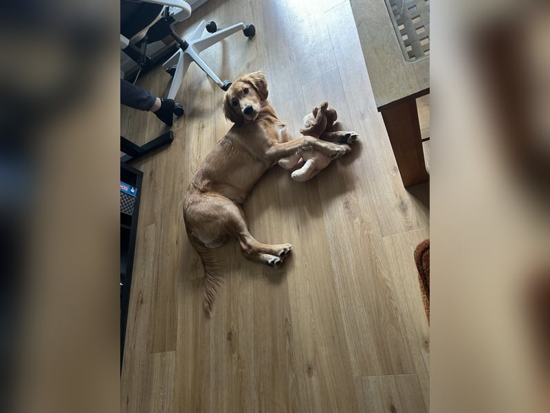 Golden Retriever mit Verhaltensproblemen sucht konsequente, erfahrene Halter