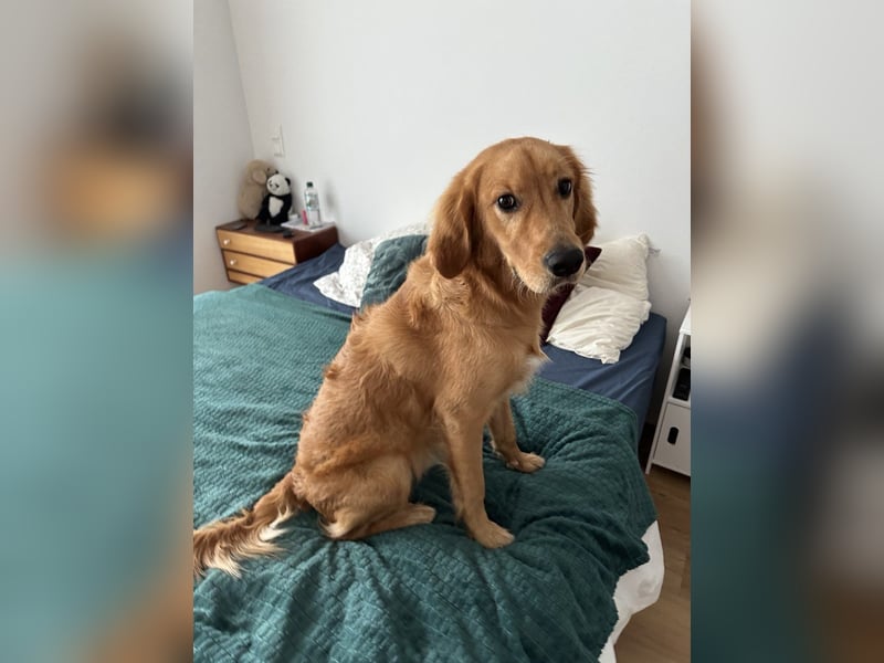 Golden Retriever mit Verhaltensproblemen sucht konsequente, erfahrene Halter