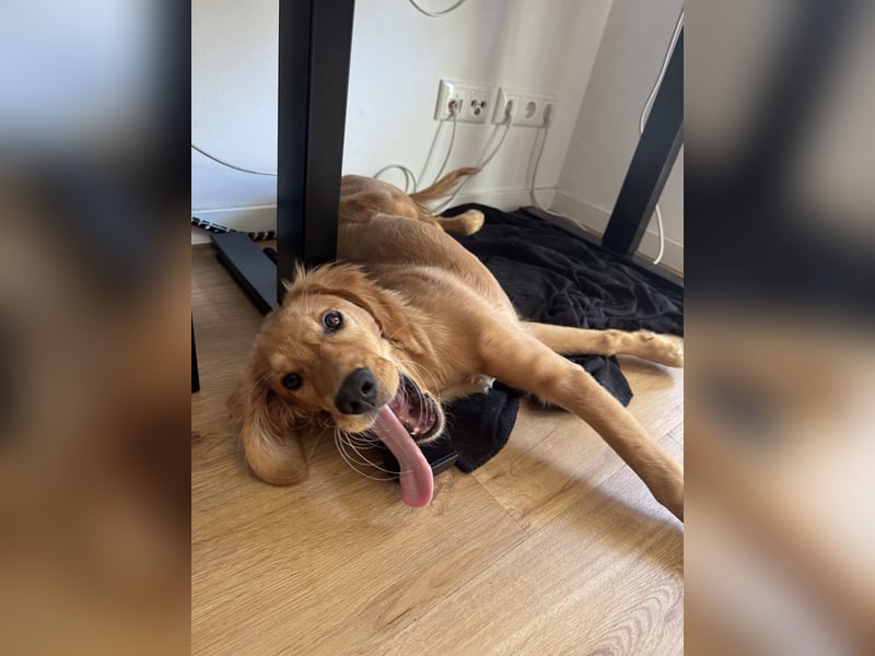 Golden Retriever mit Verhaltensproblemen sucht konsequente, erfahrene Halter