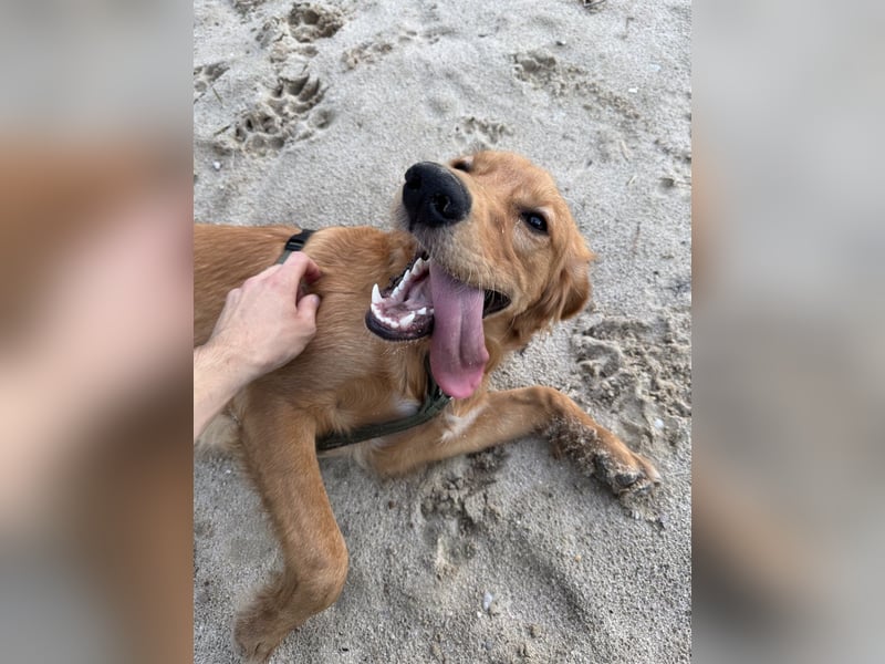 Golden Retriever mit Verhaltensproblemen sucht konsequente, erfahrene Halter