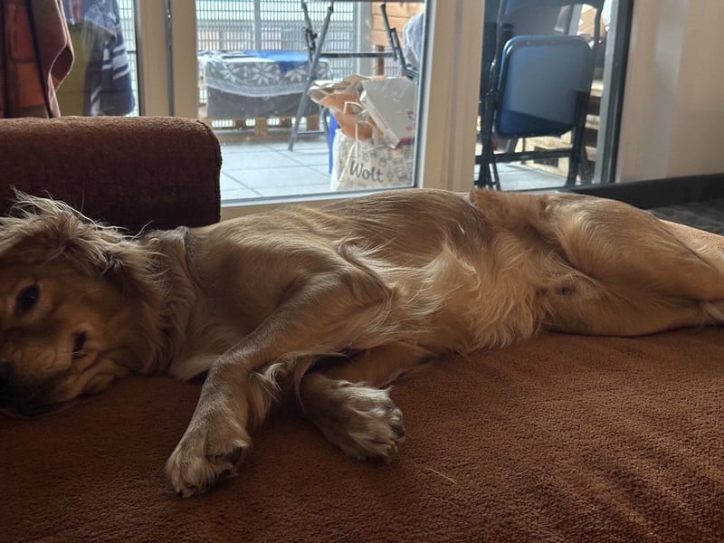 Golden Retriever mit Verhaltensproblemen sucht konsequente, erfahrene Halter