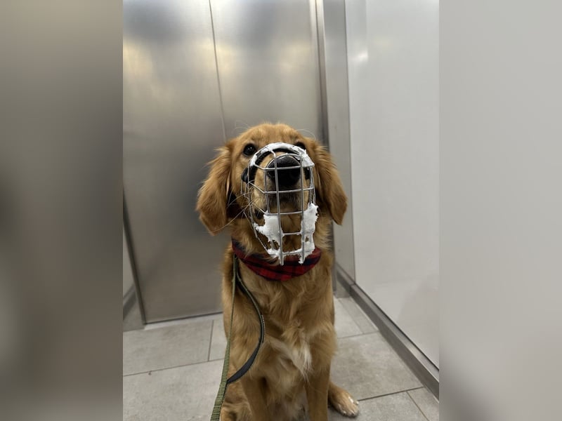 Golden Retriever mit Verhaltensproblemen sucht konsequente, erfahrene Halter