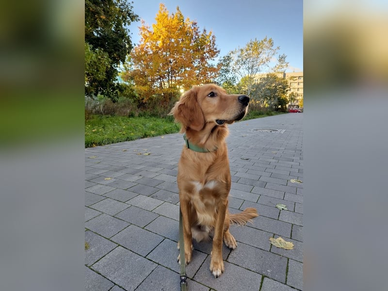 Golden Retriever mit Verhaltensproblemen sucht konsequente, erfahrene Halter
