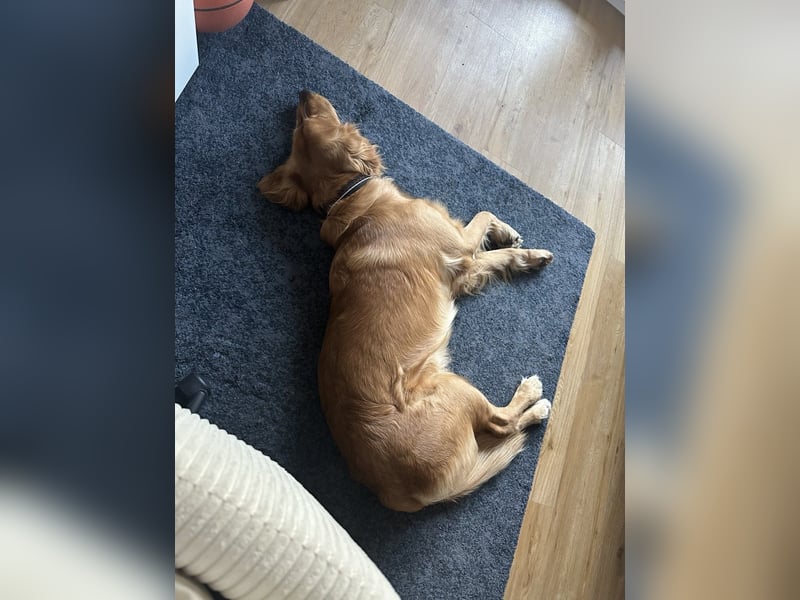 Golden Retriever mit Verhaltensproblemen sucht konsequente, erfahrene Halter