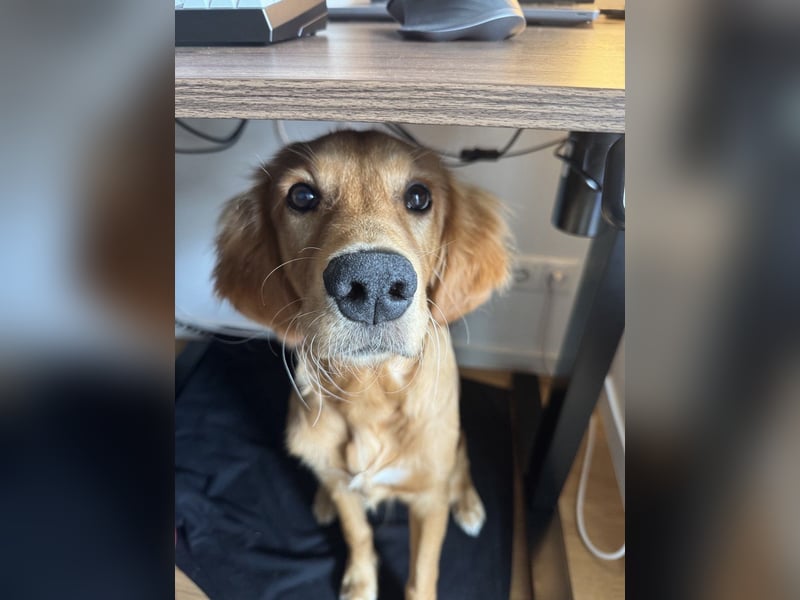Golden Retriever mit Verhaltensproblemen sucht konsequente, erfahrene Halter