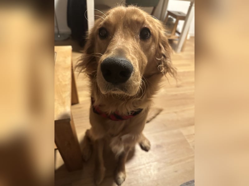 Golden Retriever mit Verhaltensproblemen sucht konsequente, erfahrene Halter