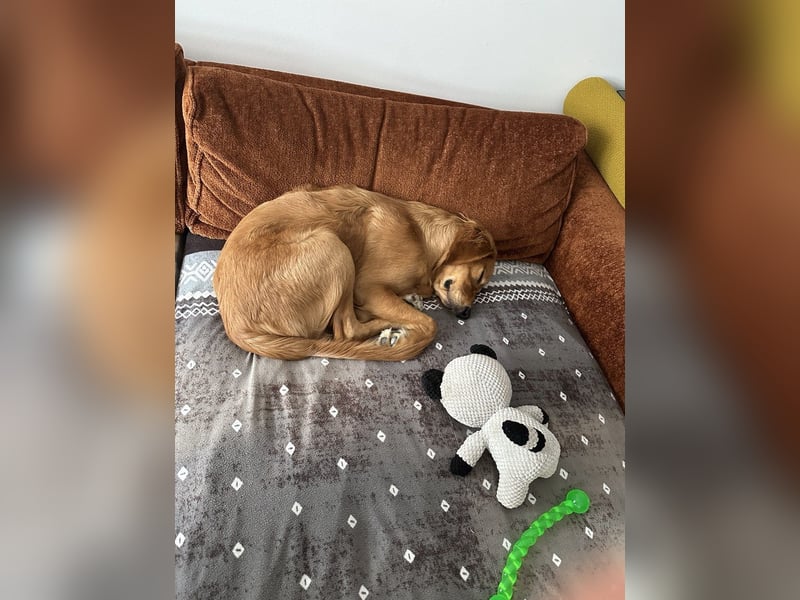 Golden Retriever mit Verhaltensproblemen sucht konsequente, erfahrene Halter