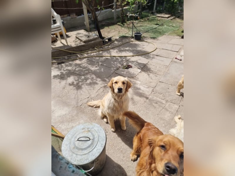 Joy ( Napocska) freundliche Golden Retriever Hündin geb. 04/2025