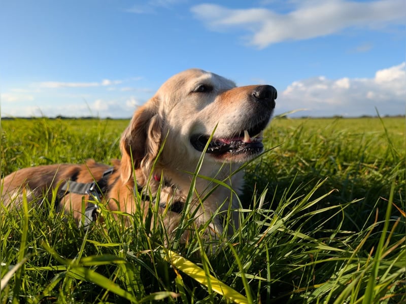 Kolbasz ( Maya), super liebe Golden Retriever Hündin geb. 01/2018
