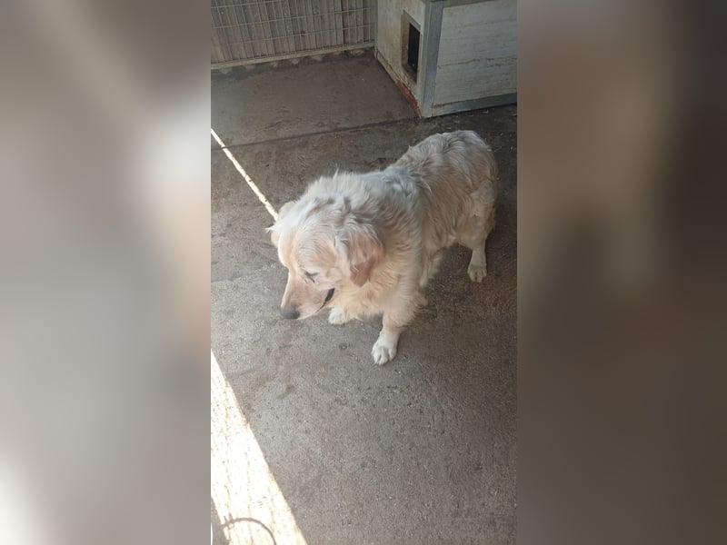 Bobi, lieber Golden Retriever geb. 01/2020