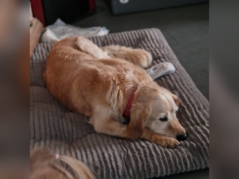 Kolbasz ( Maya), super liebe Golden Retriever Hündin geb. 01/2018
