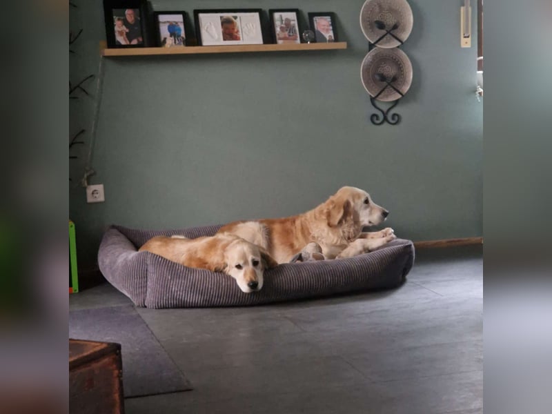 Kolbasz ( Maya), super liebe Golden Retriever Hündin geb. 01/2018
