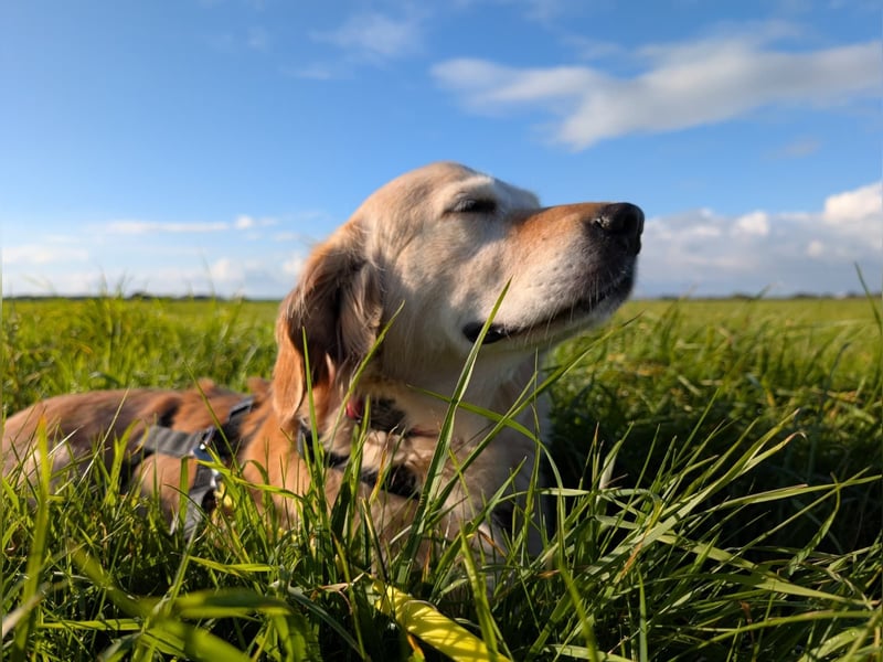 Kolbasz ( Maya), super liebe Golden Retriever Hündin geb. 01/2018