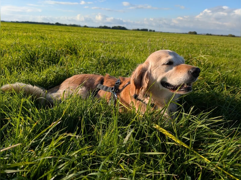 Kolbasz ( Maya), super liebe Golden Retriever Hündin geb. 01/2018